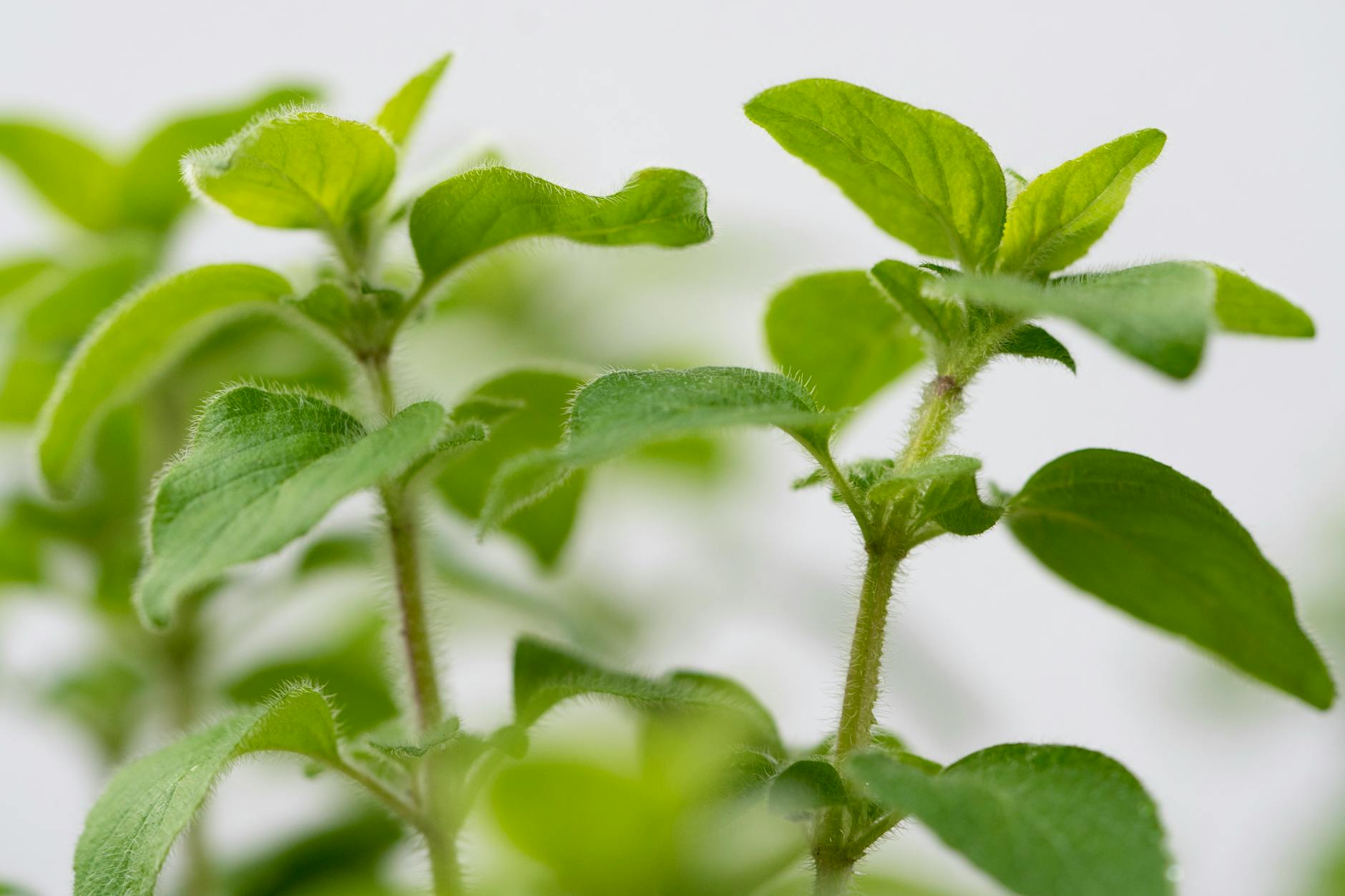 10 Science-Backed Holy Basil Benefits You Should Know