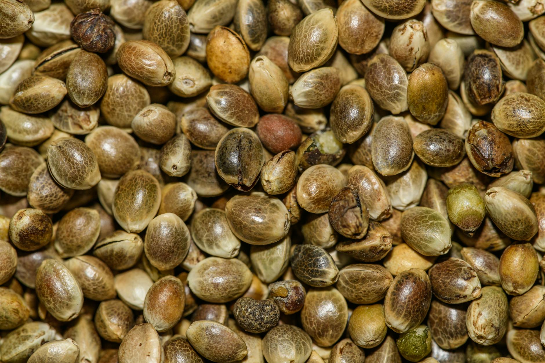 10 Science-Backed Benefits of Hemp Seeds