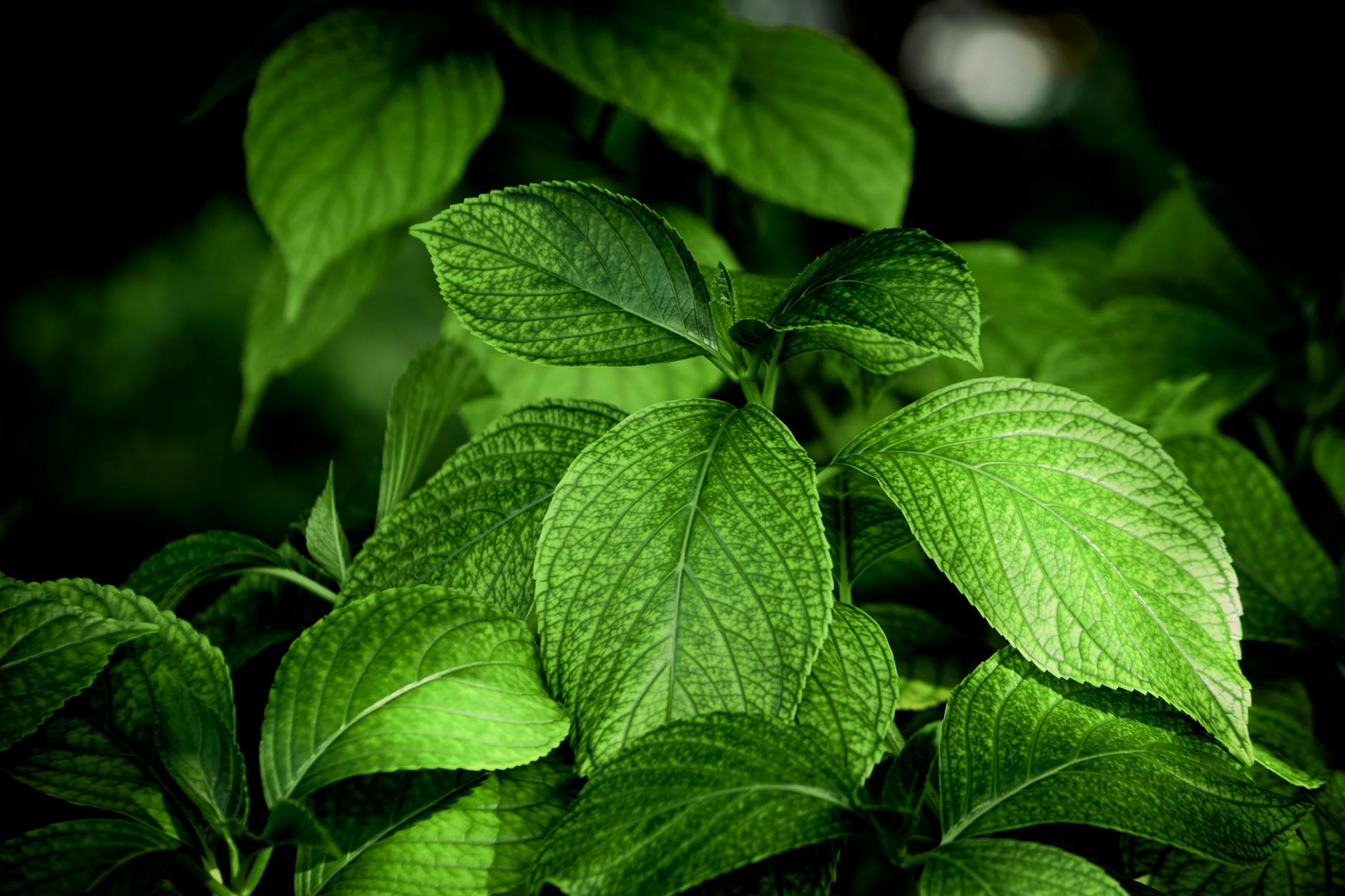 10 Science-Backed Mosquito Repelling Plants You Should Grow