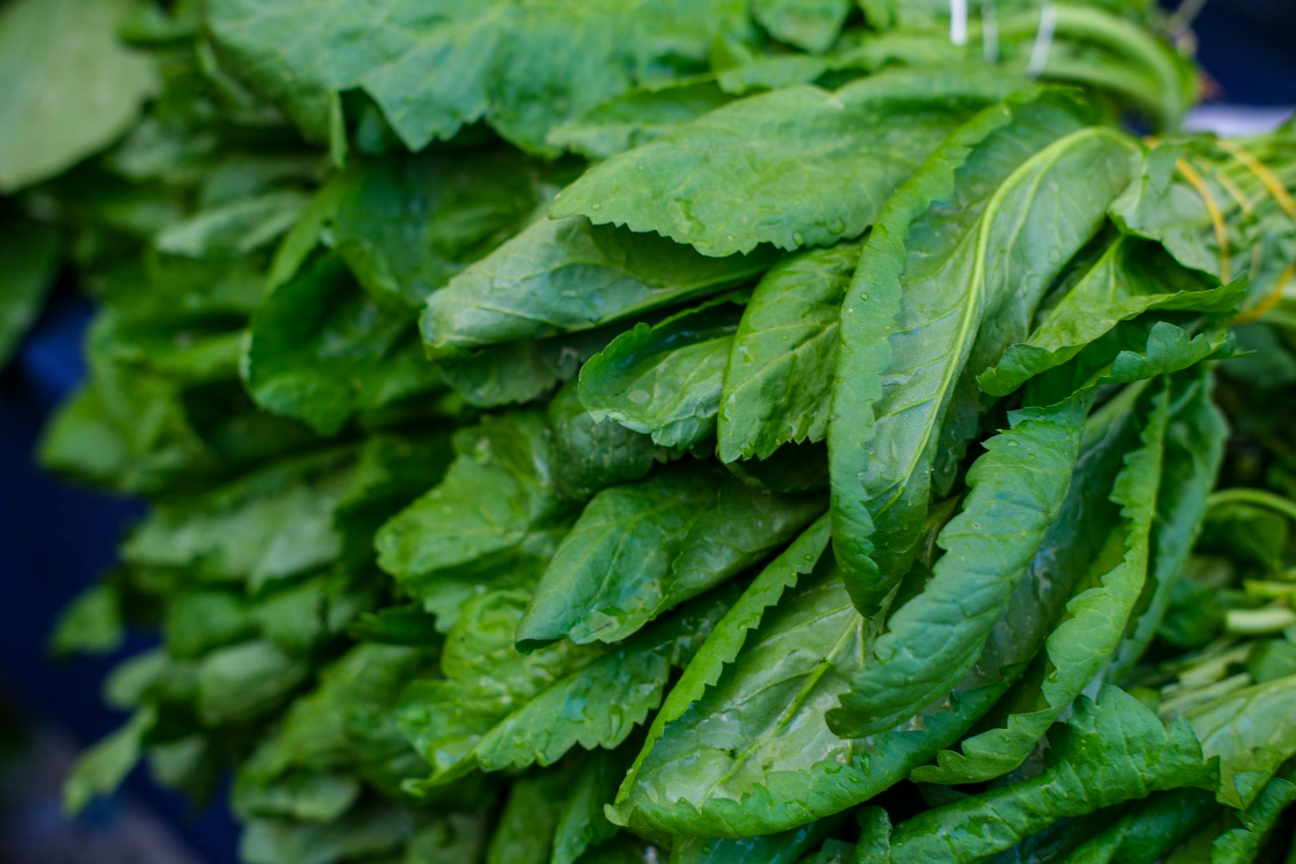 10 Science-Backed Spinach Health Benefits You Need to Know