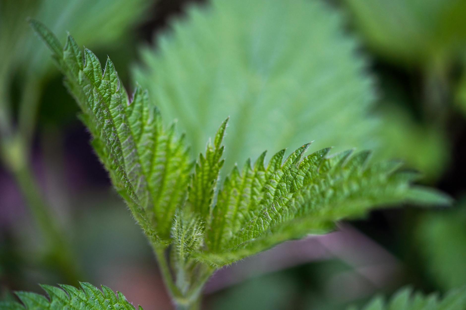 10 Surprising Stinging Nettle Benefits Backed by Science