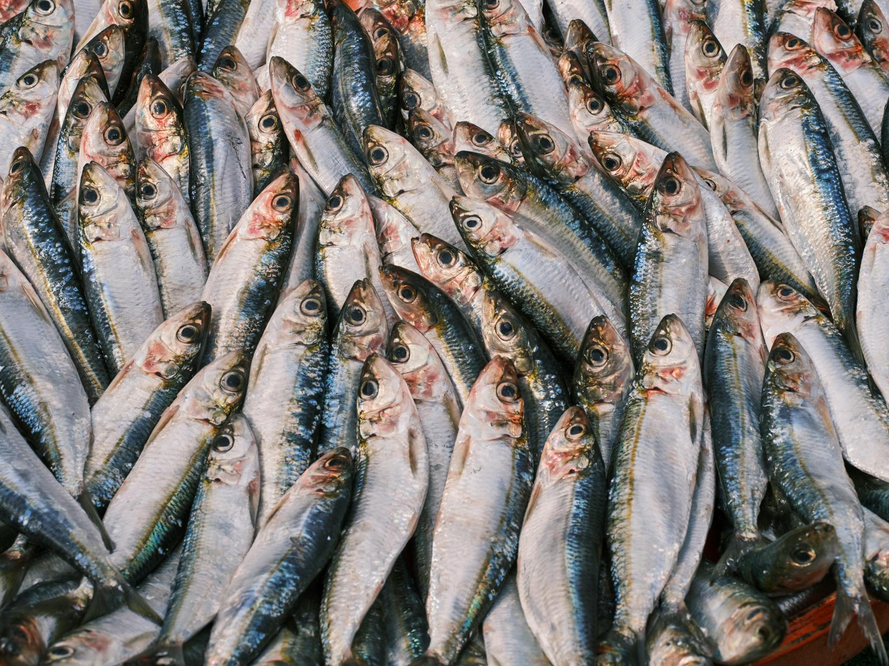 10 Surprising Facts About Sardines Nutrition You Need to Know