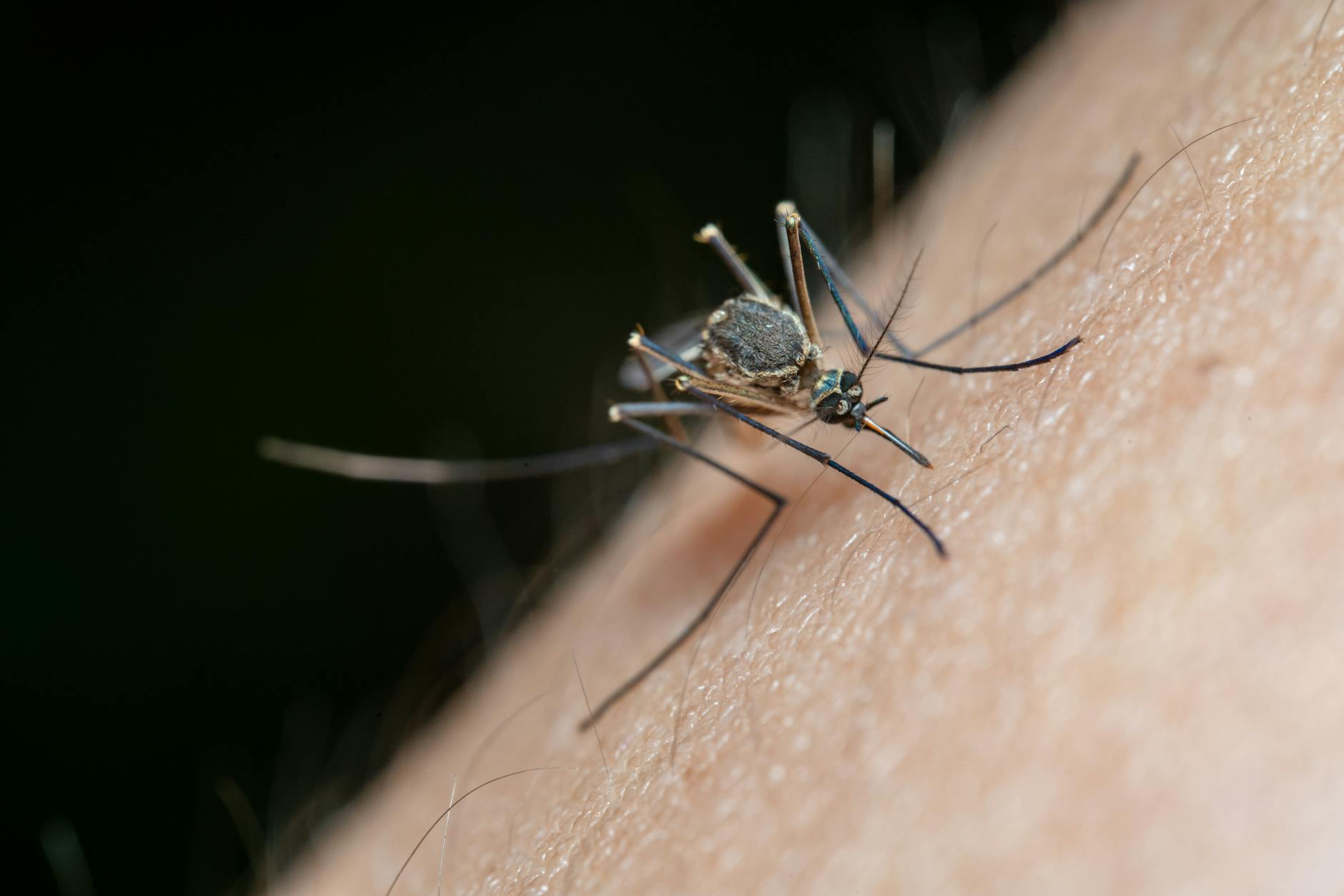 10 Surprising Facts About West Nile Virus Everyone Should Know