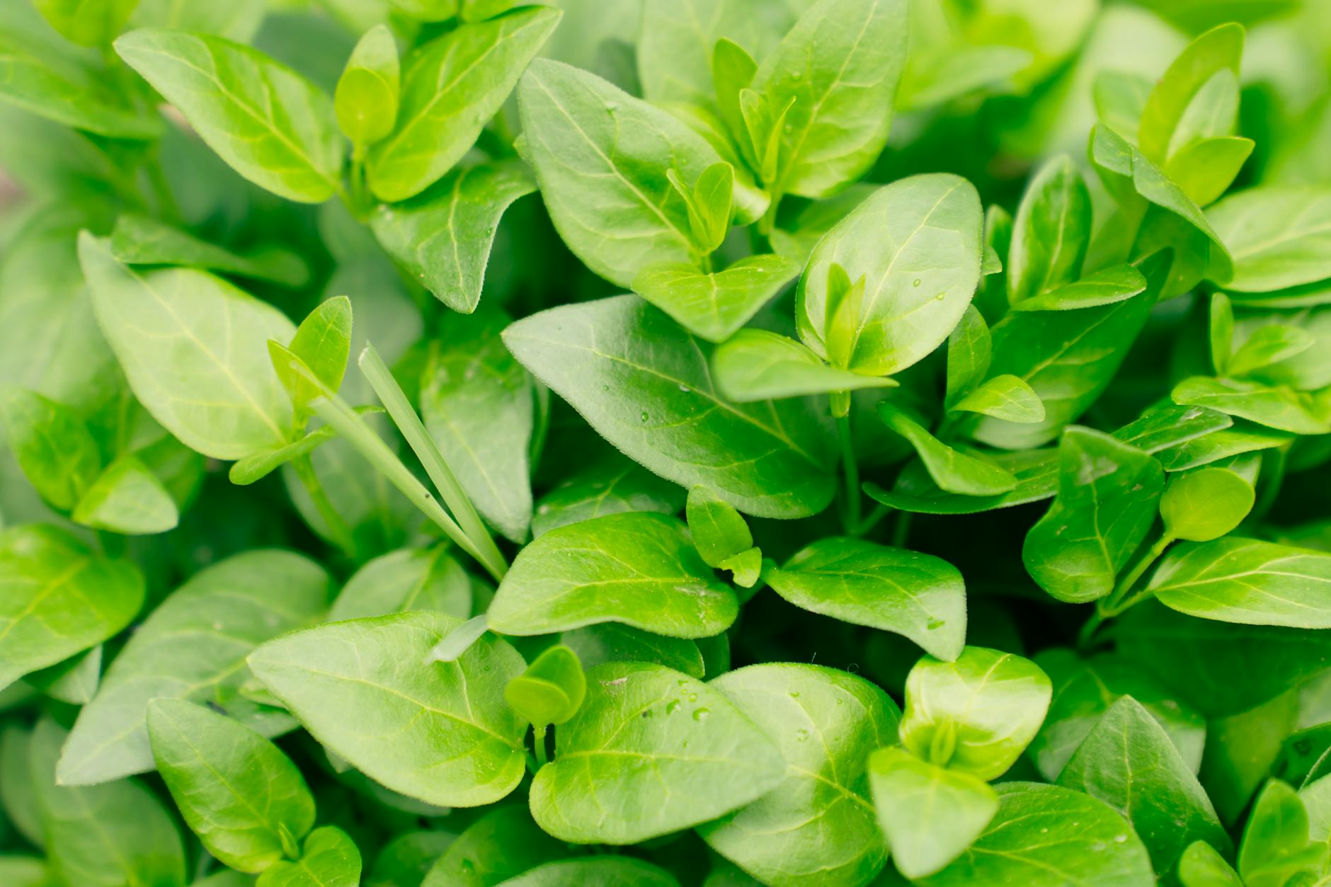 10 Surprising Uses of Marjoram You Should Know About