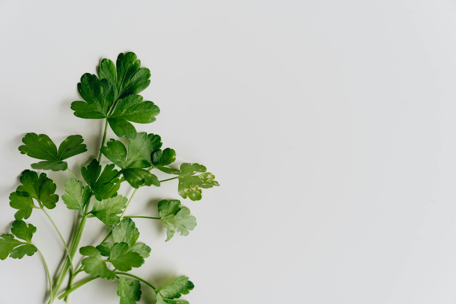 10 Surprising Parsley Benefits Backed by Science